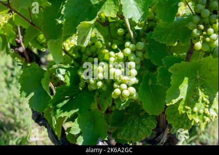 Grüne unreife Gamay Noir-Traube, aus der Nähe, wächst auf hügeligen Weinbergen in der Nähe des Weinbauortes Val d'Oingt, Tor zur Beaujolais-Weinstraße Stockfoto