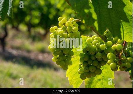 Grüne unreife Gamay Noir-Traube, aus der Nähe, wächst auf hügeligen Weinbergen in der Nähe des Weinbauortes Val d'Oingt, Tor zur Beaujolais-Weinstraße Stockfoto