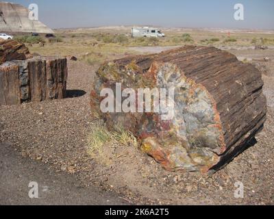 Großes versteinertes Holzstück im Nationalpark Stockfoto