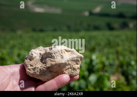 Bodenprobe aus den Chablis Grand Cru Appellation Weinbergen, Kalkstein- und Mergelböden mit Austernfossilien, Burdundy, Frankreich mit Weinbergen auf dem Backgrou Stockfoto