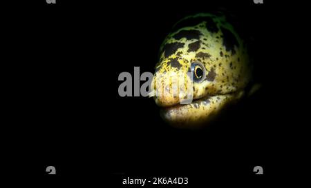 Kette Muränen (Echidna catenata), in einem Korallenriff Spalte, Curacao. Stockfoto