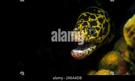 Kette Muränen (Echidna catenata), in Korallenriff, Curacao. Stockfoto