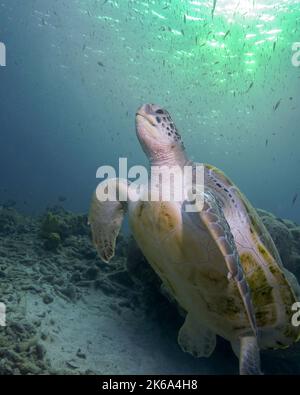 Grüne Schildkröte (Chelonia mydas), wimmend an die Oberfläche mit Sonneneinbruch, Curacao. Stockfoto