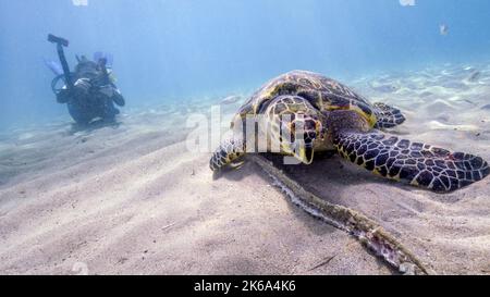 Ein Taucher fotografiert eine Karettschildkröte (Eretmochelys imbricata), die sich auf Fischerfetzen ernährt, Curacao. Stockfoto