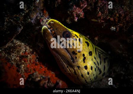 Ein gefleckter Muränen lächelt aus seiner Höhle, Anilao, Philippinen. Stockfoto