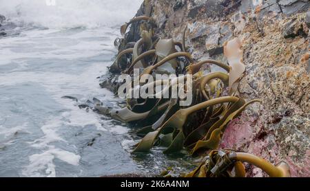 Nahaufnahme von Bullen, die auf Felsen an der South Cape Bay im südwesten tasmaniens wachsen Stockfoto