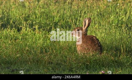 Seitenansicht eines wilden europäischen Hasen im kosciuszko Nationalpark Stockfoto