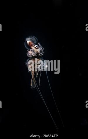 Ein Papier nautilus reitet nachts auf der Glocke einer Qualle im offenen Ozean, Anilao, Philippinen. Stockfoto