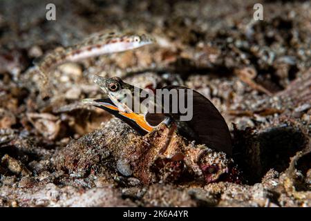 Ein männlicher Hecht-Blenny zieht mit seiner farbenfrohen Darstellung ein Weibchen an, Sea of Cortez, Mexiko. Stockfoto