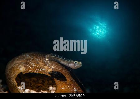 Ein kleiner Hecht-Blenny (Chaenopsis alepidota) ruht auf einer Seeigel-Muschel im Cortez-Meer. Stockfoto