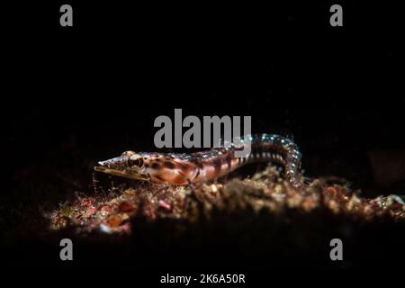 Ein Hechtblenny im Cortez-Meer. Stockfoto