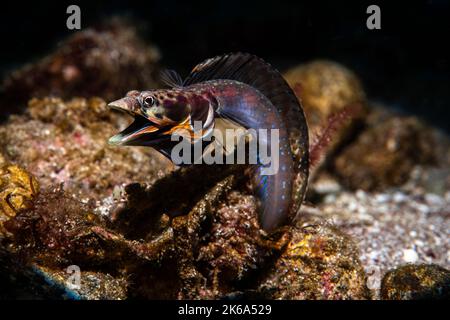 Ein männlicher Blenny (Chaenopsis alepidota) zeigt seine Farben und versucht, einen Partner anzuziehen, Sea of Cortez. Stockfoto