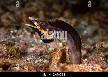 Ein Orangethroat Hecht blenny (Chaenopsis alepidota), zeigt seine Farben, Sea of Cortez. Stockfoto