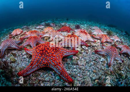 Panamic Kissen Sterne (Pentaceraster cumingi), sammeln sich auf dem Meeresboden, Sea of Cortez. Stockfoto