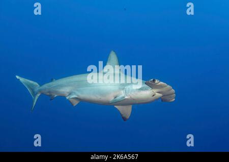 Ein Hai mit Hammerköpfen (Sphyrna lewini) schwimmt über der Insel Socorro, Mexiko. Stockfoto