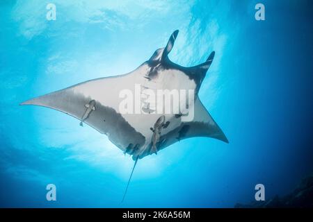 Ein riesiger Mantarochen (Mobula birostris) schwebt unter der Sonne, Socorro Island, Mexiko. Stockfoto