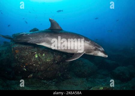 Ein pazifischer Tümmler (Tursiops truncatus), Socorro Island, Mexiko. Stockfoto