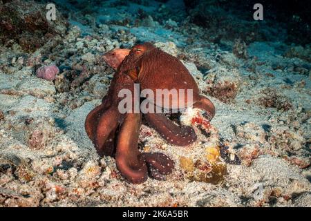 Ein großer blauer Oktopus (Octopus Cyanea), posiert auf einem Felsen, während sich dahinter ein Zackenbarsch versteckt, Malediven. Stockfoto