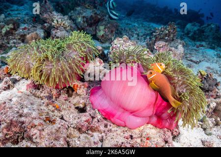 Zwei Anemonfische sind auf den Malediven in einer rosa Anemone zu Hause. Stockfoto