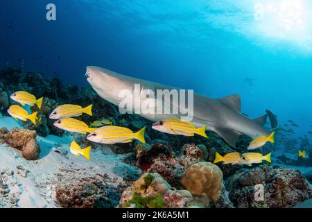 Ein Krankenschwestern-Hai schwimmt mit einer Schule von gelben Schnappern auf den Malediven entlang eines Riffs. Stockfoto