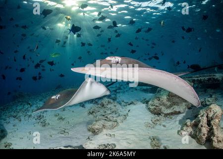 Zwei Stachelrochen schwimmen unter den Strahlen der Abendsonne, den Malediven. Stockfoto