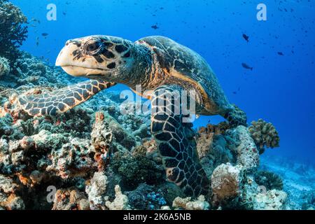 Eine Karettschildkröte posiert für ein Porträt, Malediven. Stockfoto