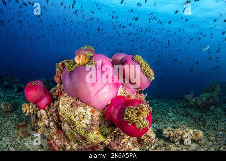 Mehrere rosa Anemonen gruppieren sich auf einem Korallenaufschnitt und bieten den Malediven ein Zuhause für Anemonfische. Stockfoto