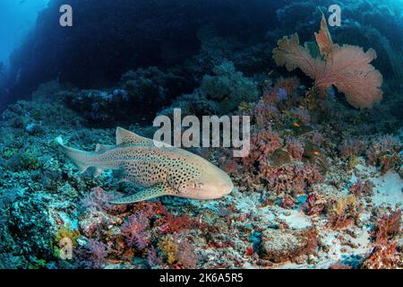 Ein Leopardenhai schwimmt in der Nähe eines Korallenriffs auf den Malediven. Stockfoto