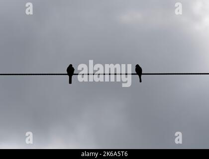 Silhouette of two birds perched on a wiring turning aside to see Stockfoto