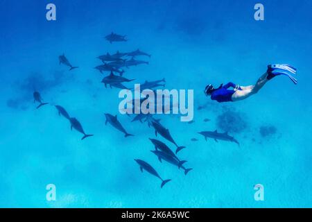 Ein Freitaucher schwimmt zu einer Schule von Spinner-Delfinen, um sich das Rote Meer genauer anzusehen. Stockfoto