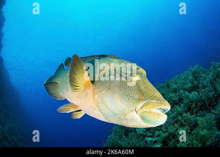 Ein großer Napoleon-Lippfisch, der über einem Korallenriff, dem Roten Meer, schwimmend ist. Stockfoto