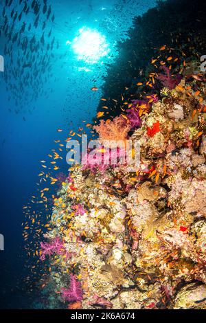 Eine Korallenwand und eine reiche Fischwelt im Ras Mohammad Nationalpark, Rotes Meer. Stockfoto