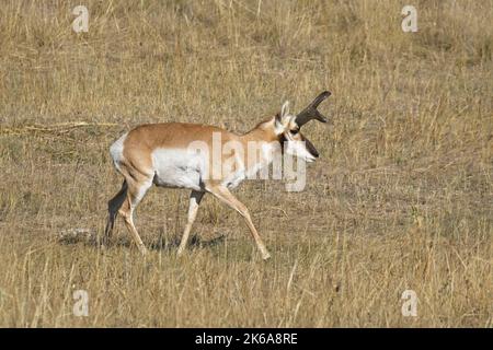 Eine männliche Pronghorn-Antilope wandert in einem grasbewachsenen Präriefeld im Westen von Montana. Stockfoto