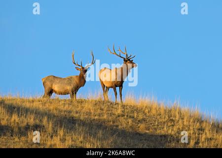 Zwei große, mejestische Bullenelche stehen im Morgenlicht im Westen von Montana auf einem Hügel gegen einen blauen Himmel. Stockfoto