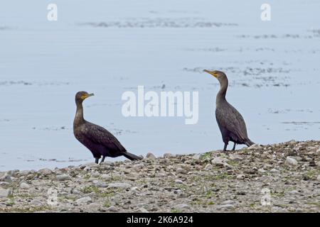 Zwei Kormorane mit doppelter Haubentüte stehen am felsigen Ufer eines Stausees im Westen von Montana. Stockfoto