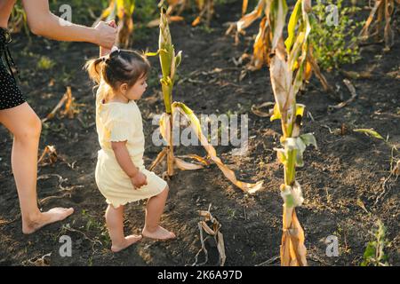 Mutter mit ihrer kleinen Tochter, die in ihrem wachsenden Maisfeld spazierengeht, sich über die erfolgreiche Jahreszeit freut und den Sonnenuntergang genießt. Frohe Familie Stockfoto