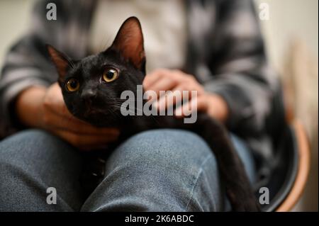 Schöne schwarze Katze mit gelben Augen, die zu Hause auf dem Schoß der Besitzerin liegt. Bild einer Hauskatze Stockfoto