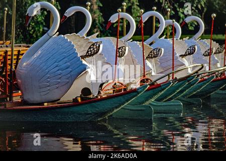 In der Lagune des Boston Public Garden bringen die berühmten und historischen Swan Boats Passagiere auf eine kurze Sightseeing-Reise. Stockfoto