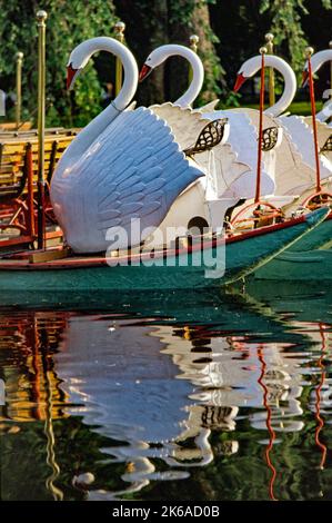 In der Lagune des Boston Public Garden bringen die berühmten und historischen Swan Boats Passagiere auf eine kurze Sightseeing-Reise. Stockfoto