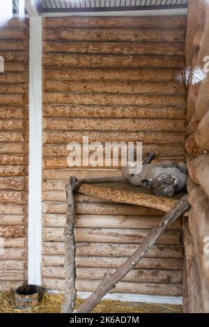 Eine große wilde Katze - Puma in Gefangenschaft in einem Zoo hinter Gittern. Vertikales Foto. Stockfoto