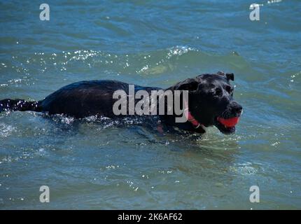 Schwarzer Hund spielt mit einem Ball im Fluss Stockfoto