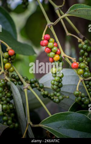 Farbenfroher weißer Pfeffer auf Pfefferbaum in Indonesien Stockfoto