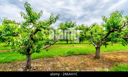 Pfirsichbäume in einem Obstgarten in der Nähe von Osoyoos in der Region Okanagen, British Columbia, Kanada Stockfoto