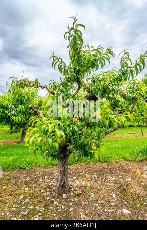 Pfirsichbäume in einem Obstgarten in der Nähe von Osoyoos in der Region Okanagen, British Columbia, Kanada Stockfoto