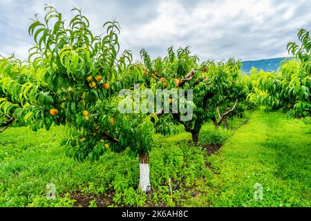 Pfirsichbäume in einem Obstgarten in der Nähe von Osoyoos in der Region Okanagen, British Columbia, Kanada Stockfoto