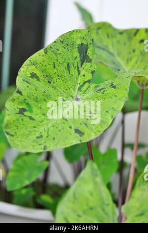 Alocasia, Alocasia mohito oder Mojito Alocasia oder tricolor Alocasia oder schwarze und grüne Blätter Stockfoto