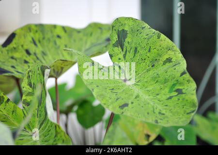 Alocasia, Alocasia mohito oder Mojito Alocasia oder tricolor Alocasia oder schwarze und grüne Blätter Stockfoto