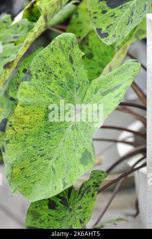 Alocasia, Alocasia mohito oder Mojito Alocasia oder tricolor Alocasia oder schwarze und grüne Blätter Stockfoto