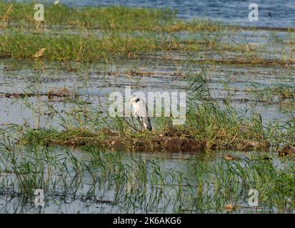 Graureiher ardea cinerea stand am Rande der Feuchtgebiete am Flussufer in Grasregenpfeifen Stockfoto