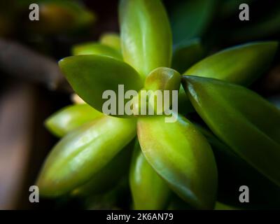 Nahaufnahme von Sedum adolphi-Blättern. Selektiver Fokus. Sukkulente Pflanze. Stockfoto
